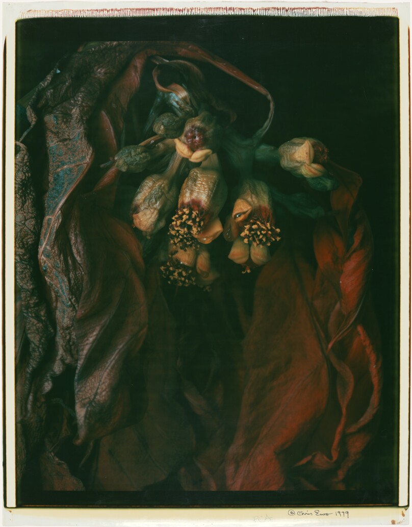 Untitled (Poinsettia)