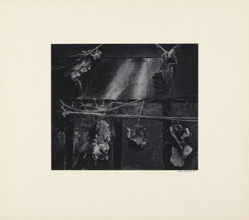 Leaves and Cobwebs