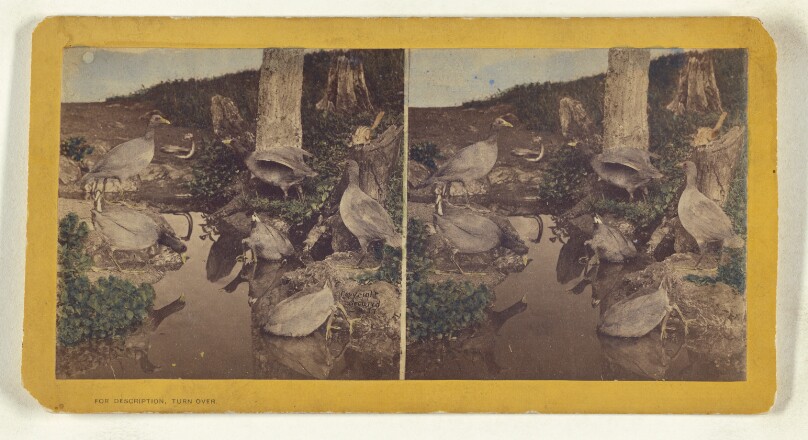 Class II, Order V. Lobipedes. Family Podicipidae. American Coot...