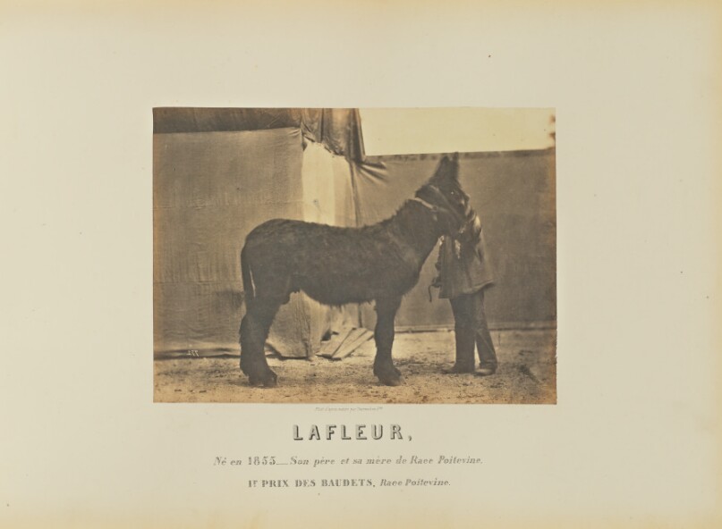 Lafleur