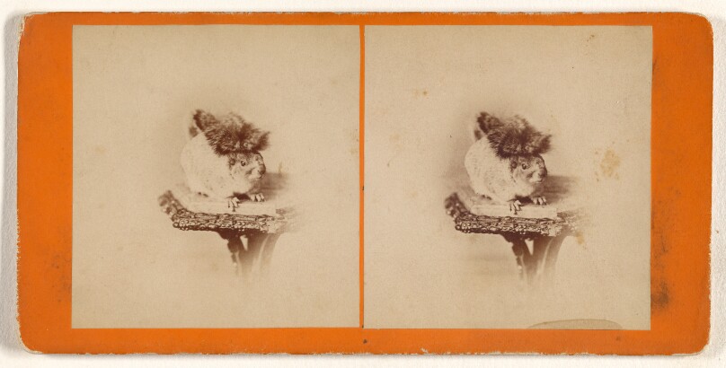 [Living squirrel.]