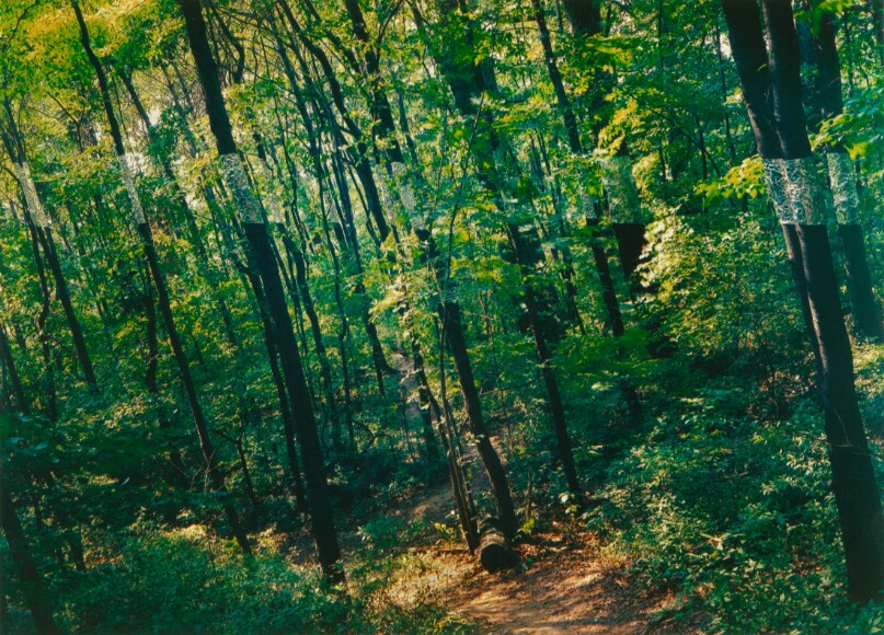 Slanting Forest, Lewiston, New York