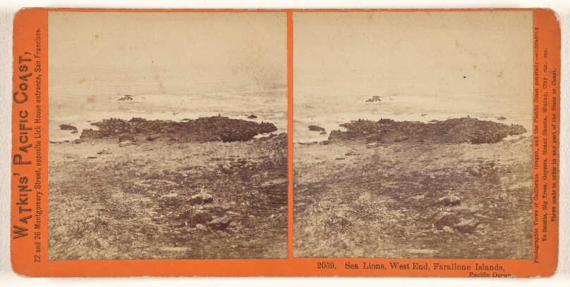 Sea Lions, West End, Farallone [sic] Islands, Pacific Ocean.