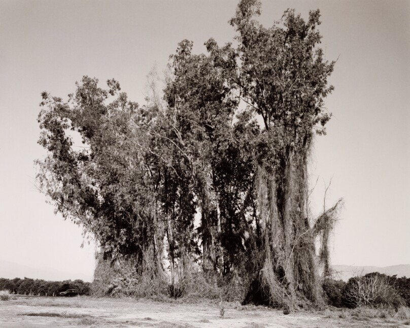 Remains of a Eucalyptus Windbreak, Redlands, California