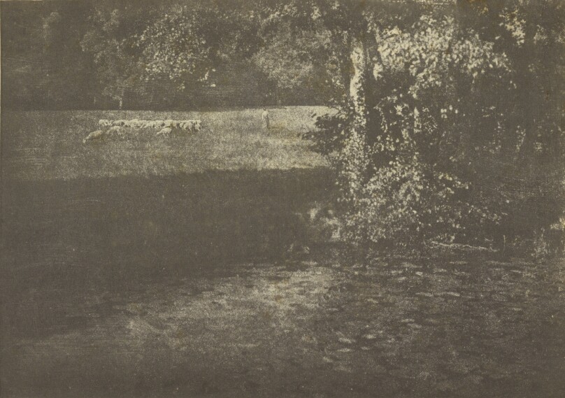 [Pasture with Sheep]