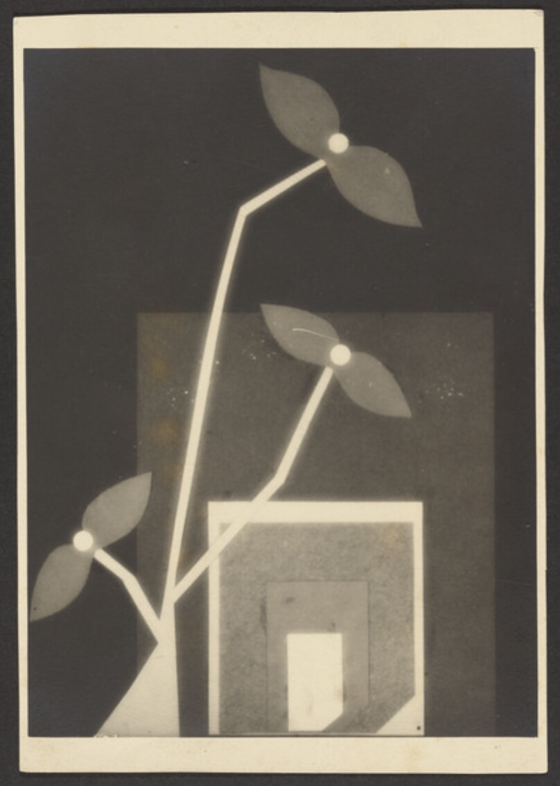 Luminosita floreali