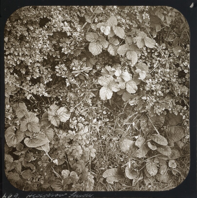Hedgerow Study