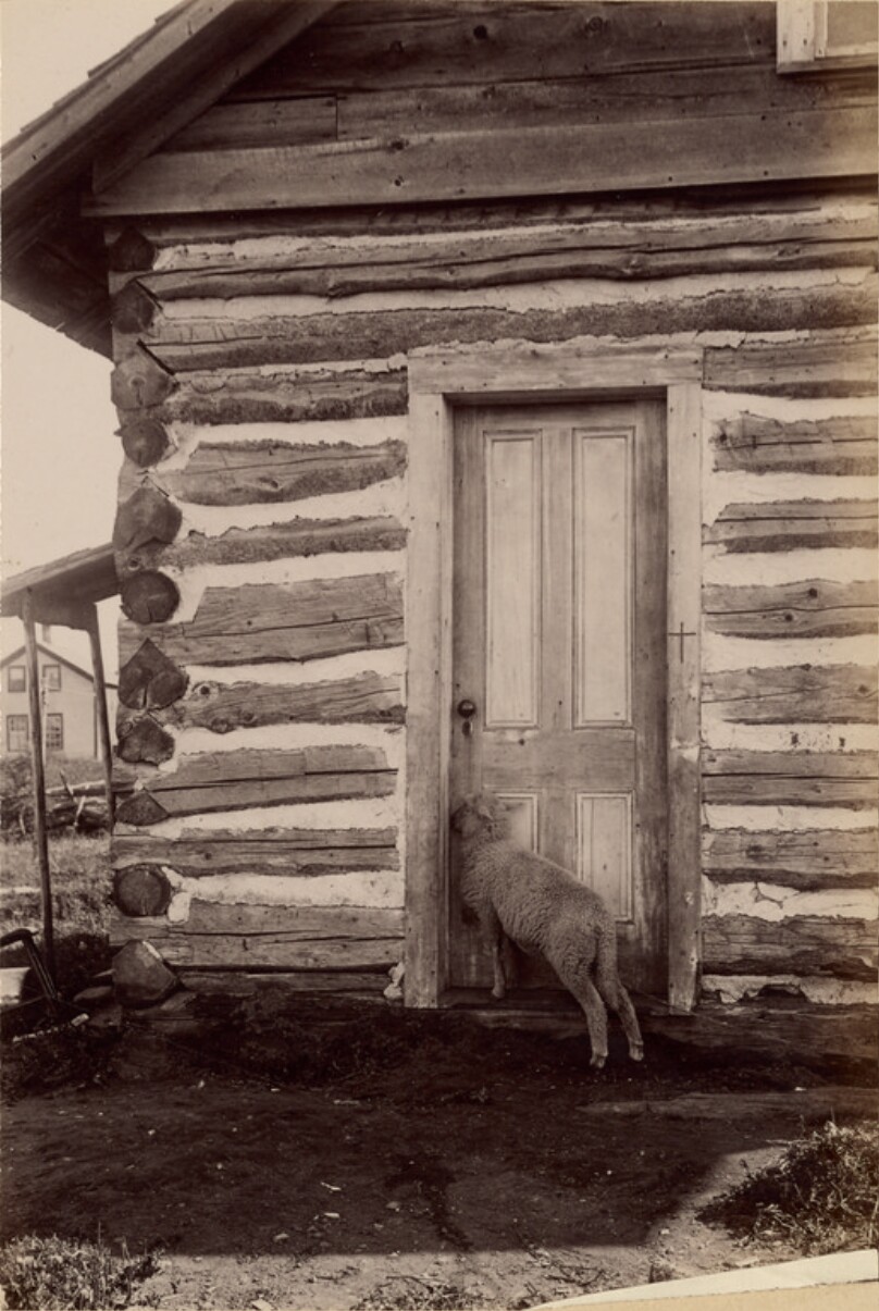 [Sheep at door]