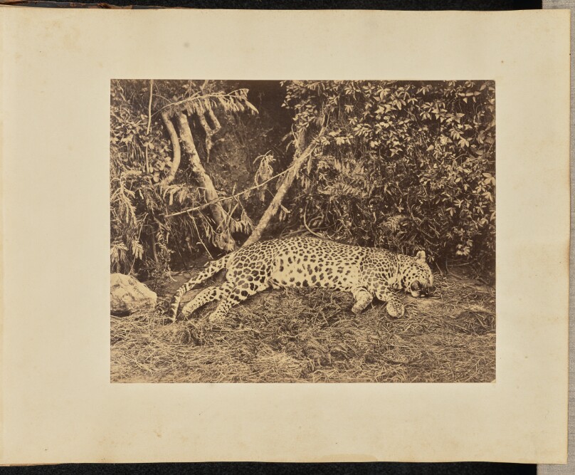 [Leopard carcass, India]