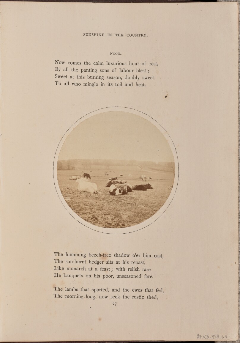 [Pastoral scene with cattle resting in a field, England]