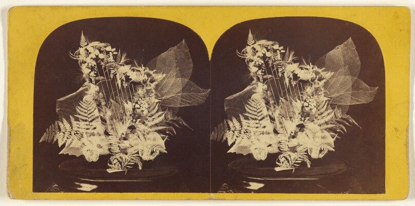 Beautiful Study in Skeleton Leaves. The Lyre.