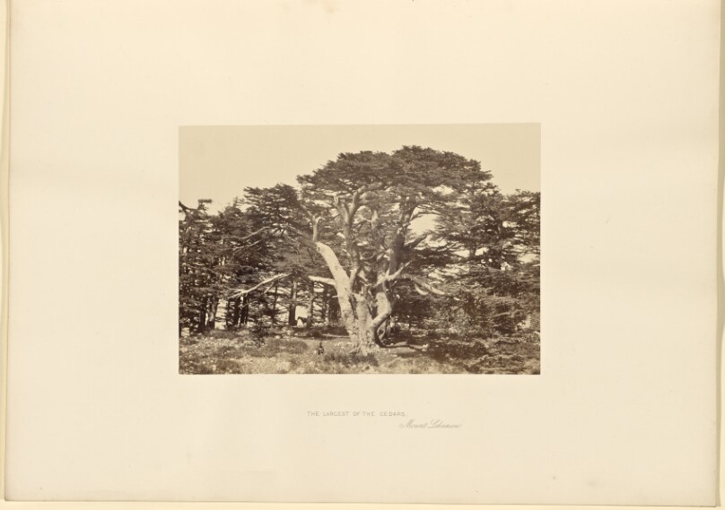 The Largest of the Cedars, Mount Lebanon