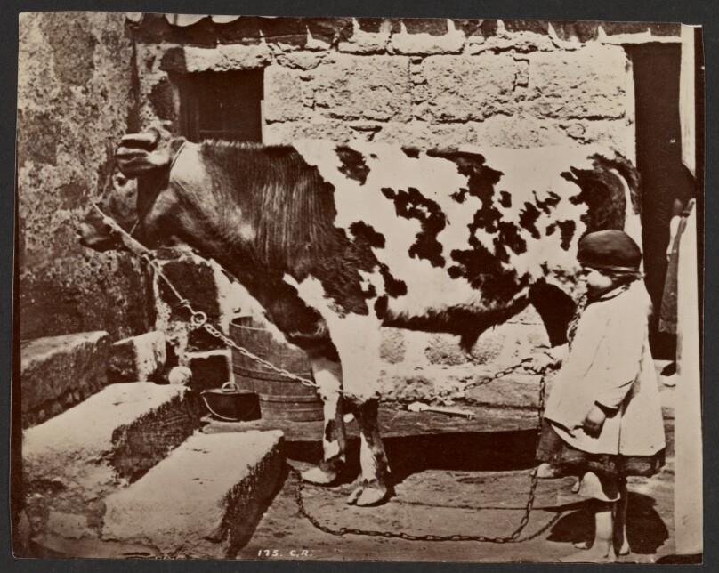 [Child and cow]