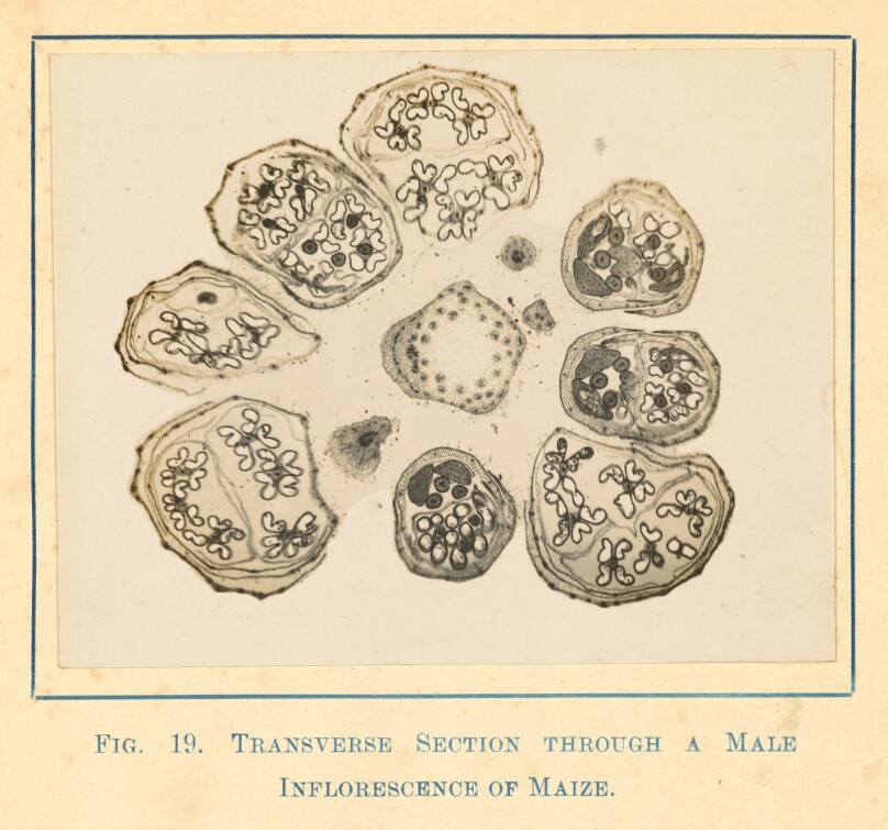 [View of Maize Plant - Male Transverse Section]