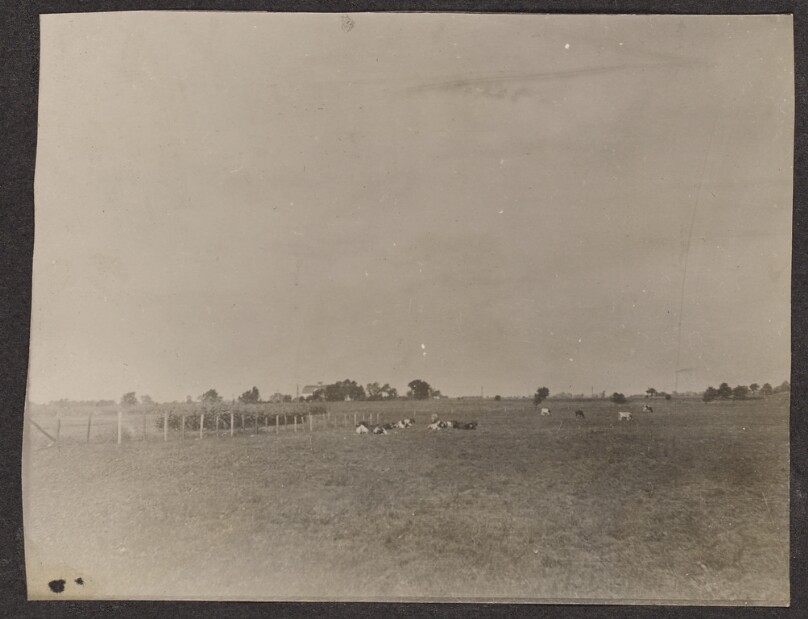 [Field with cows]