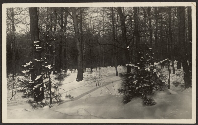 [Snowy Landscape]