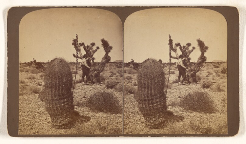 Barrel Cactus, (Cereus Lecontei,) on desert South of St. George, Southern Utah.