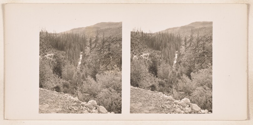 [Forest scene with trail]