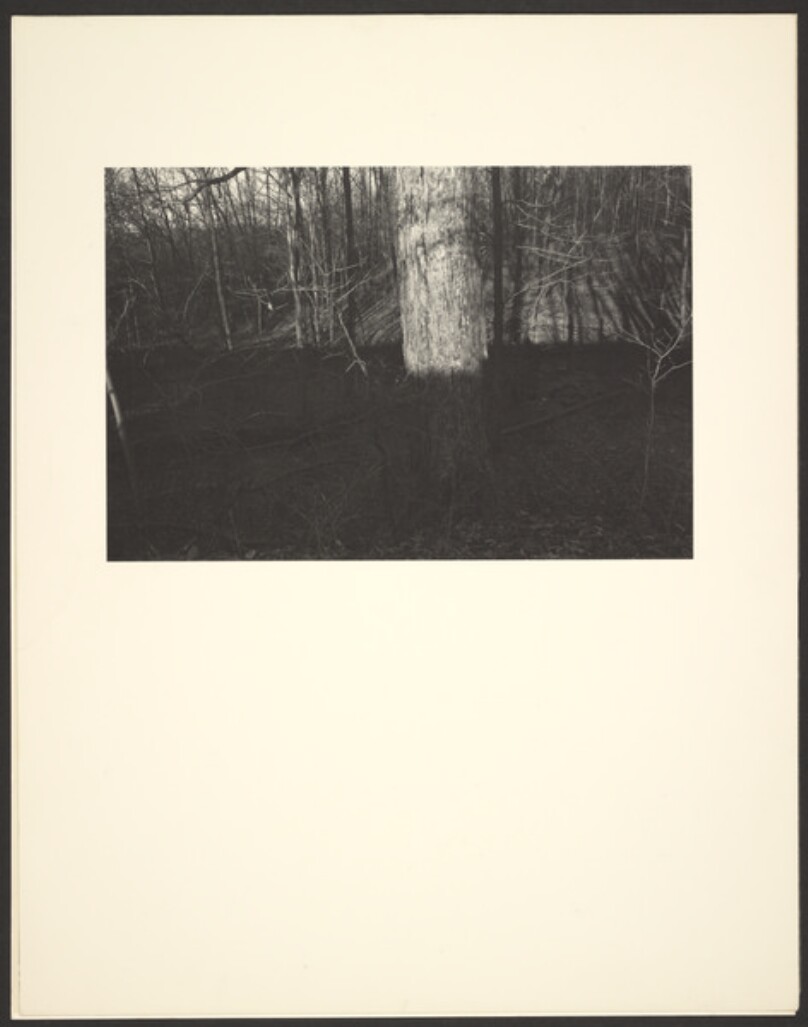 [Forest partially in shadow]