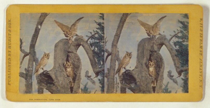 Class II, Order I, Accipitres. Family Strigidae. Long Eared Owl...