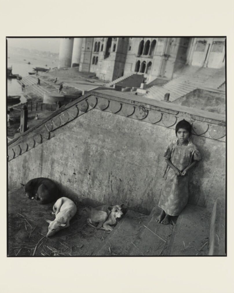 Child & Three Dogs