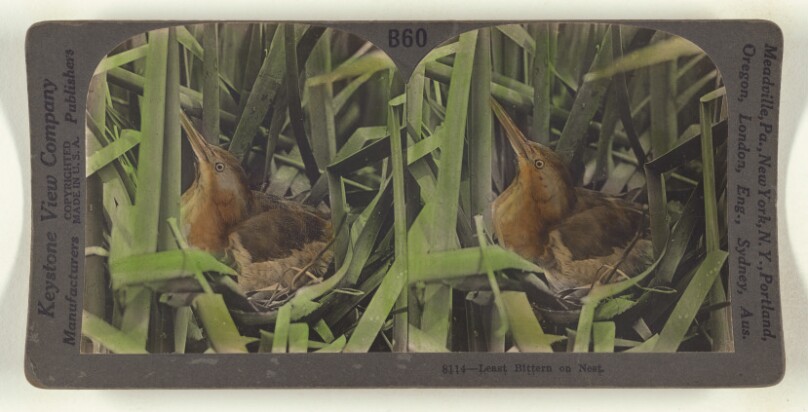 Least Bittern on Nest.