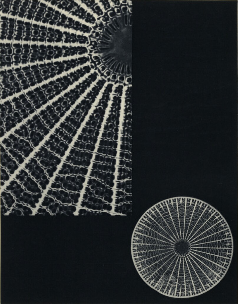 Laure Albin-Guillot