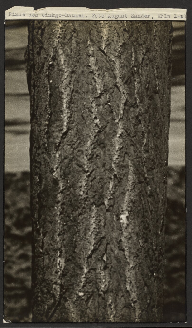 Bark of a ginkgo tree (Rinde des Ginkgo-Baumes).
