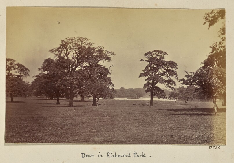 Deer in Richmond Park
