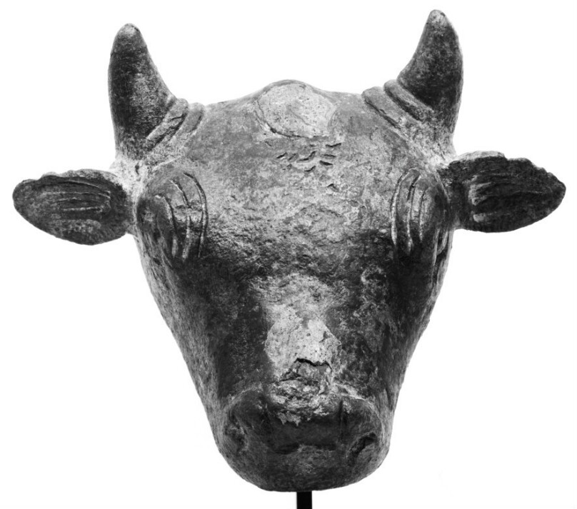 Head of a Bull