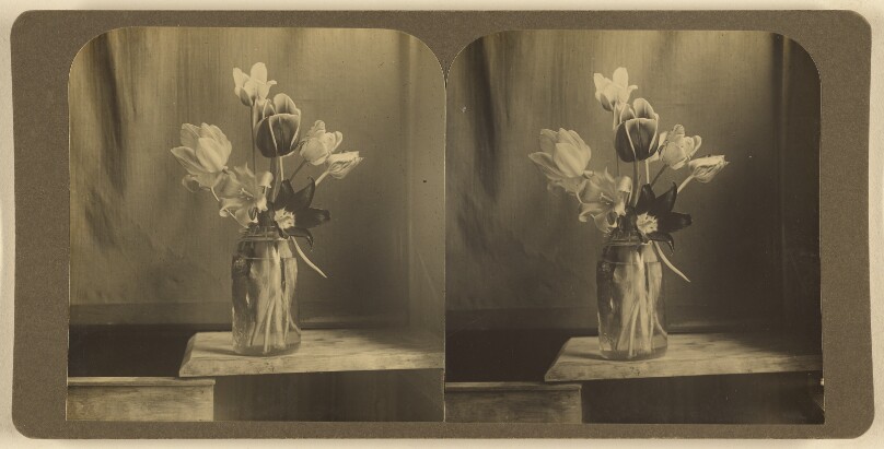 [Tulips]