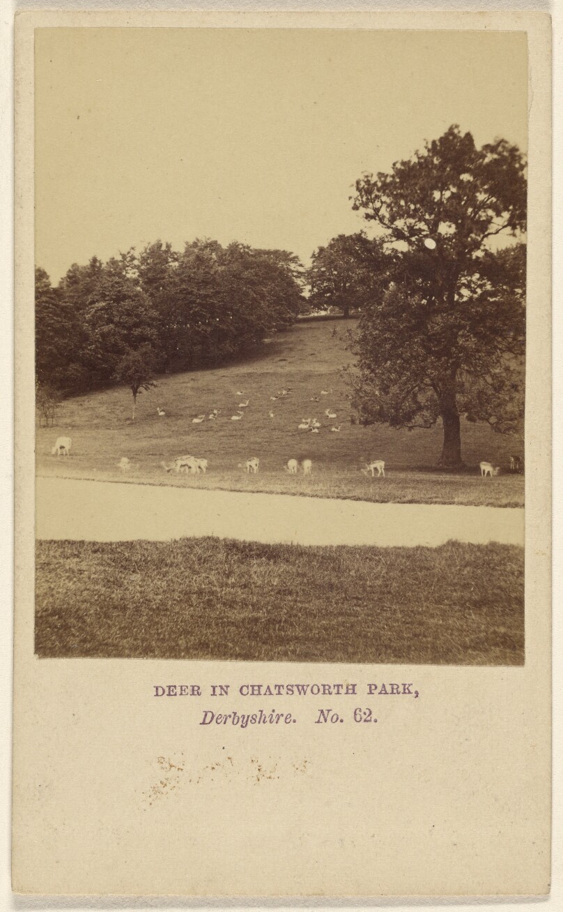 Deer in Chatsworth Park, Derbyshire.