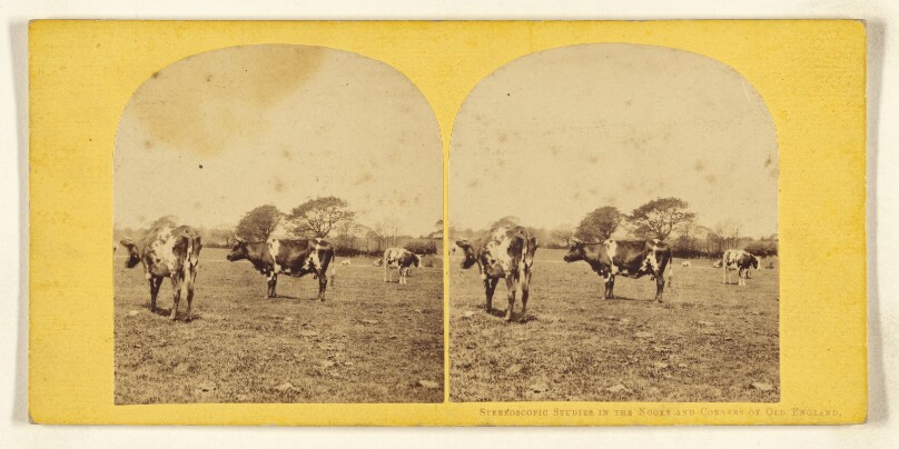 Stereoscopic Studies in the Nooks and Corners of Old England. [Cows in pasture]