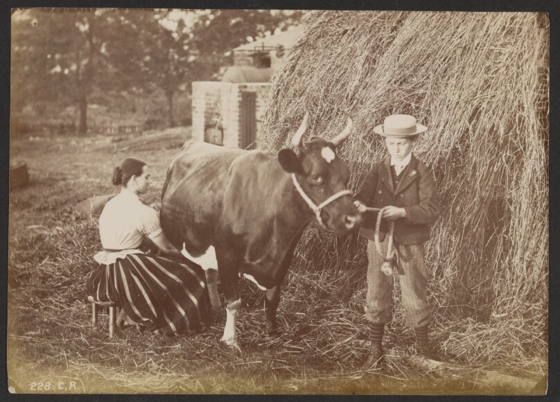 [Woman milking a cow]