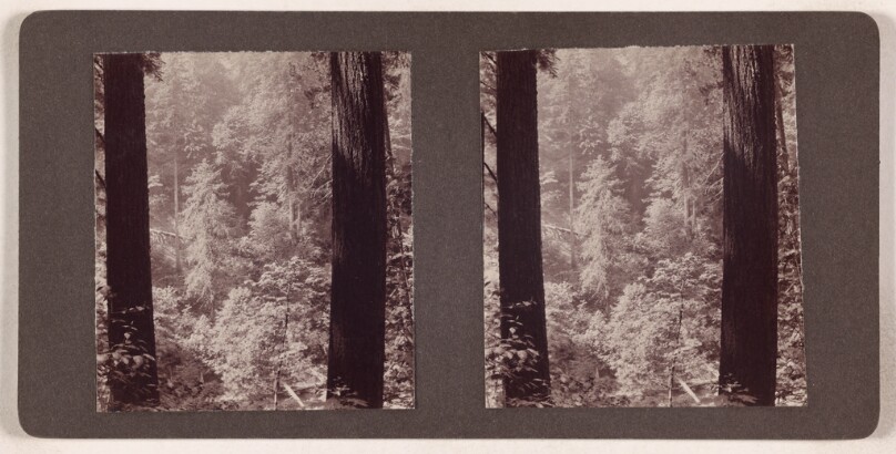 [Forest scene, two trees in close-up]