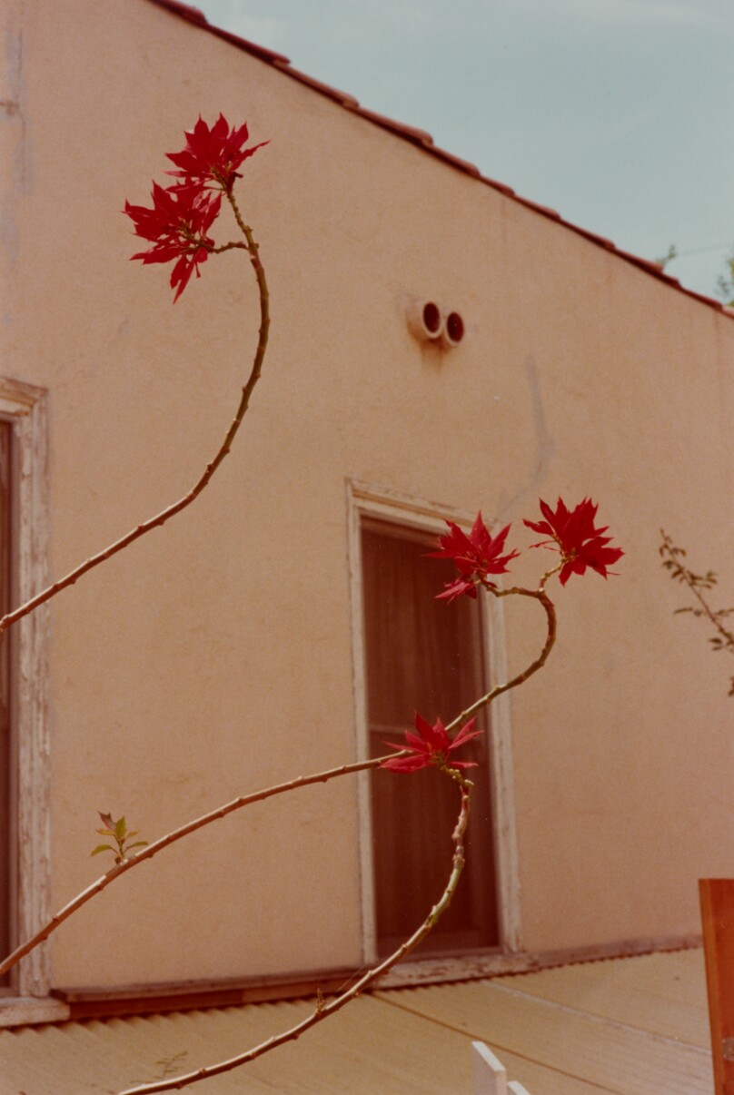 [Poinsettia Branches]