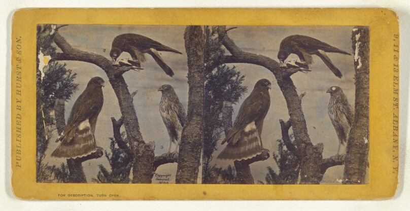 Class II, Order I, Accipitres. Family Falconidae. Marsh Harrier...