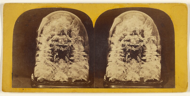 Beautiful Study in Skeleton Leaves.