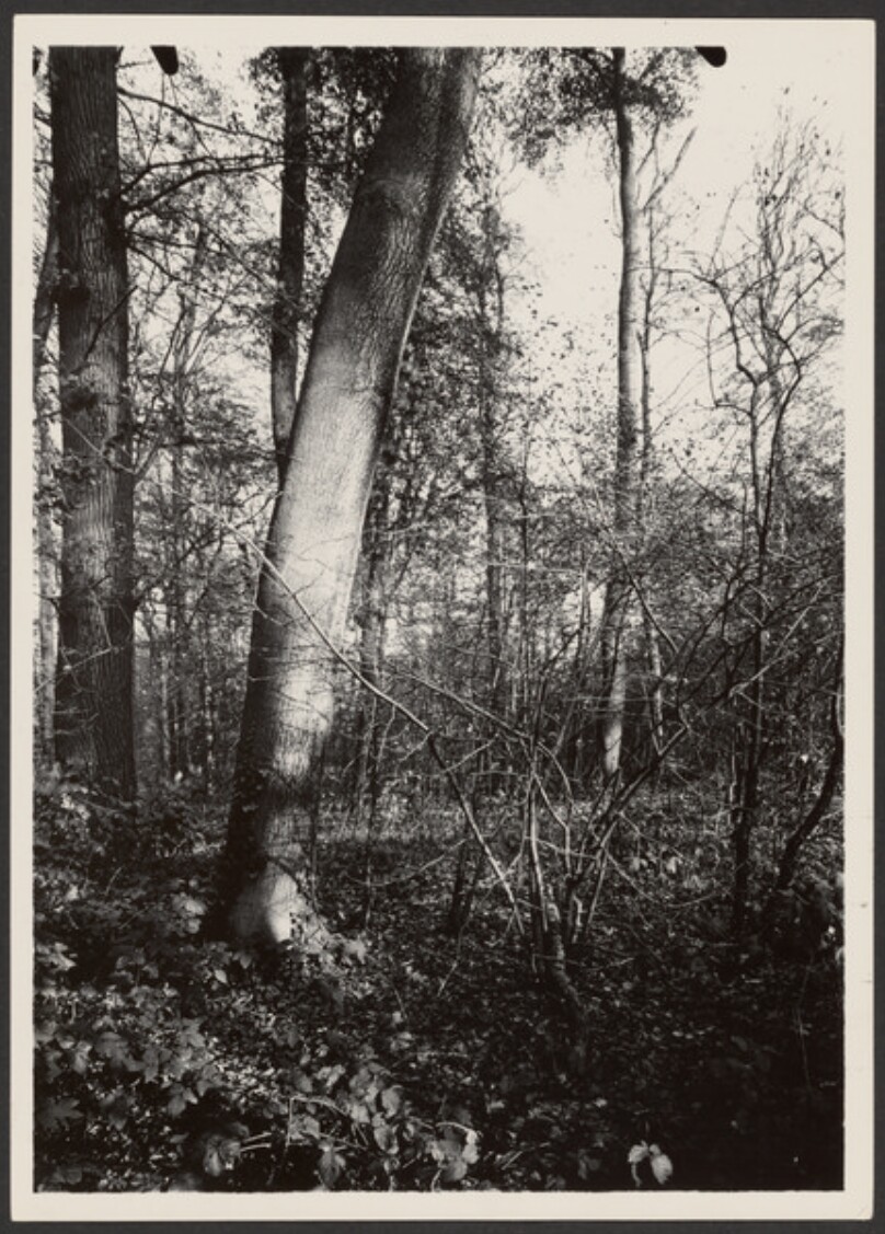 [Trees in Autumn]