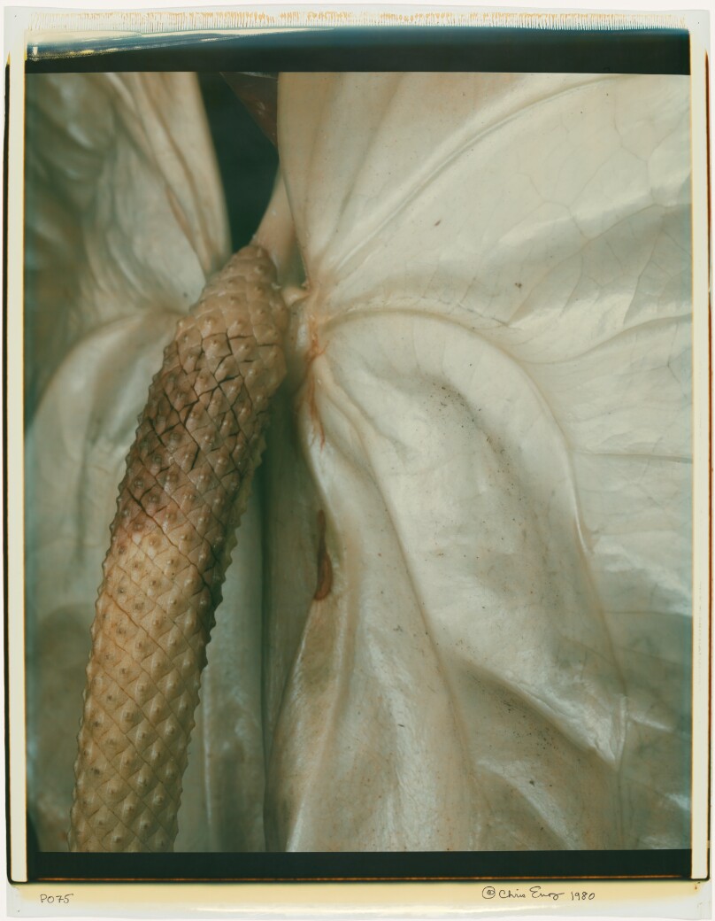 Untitled (Anthurium)