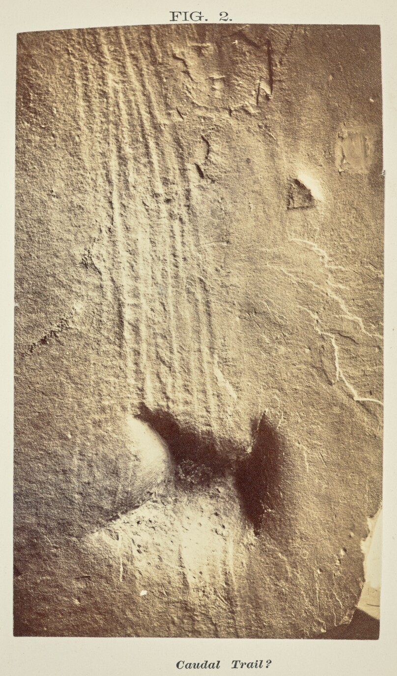 Brontozoum Sillimanium and B. minusculum