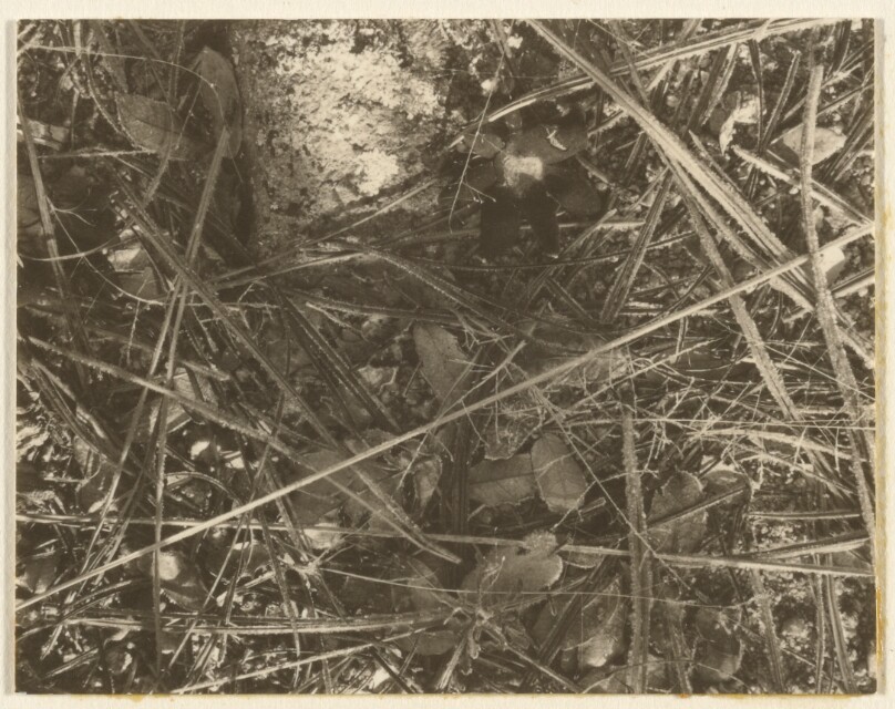 [Untitled Landscape]