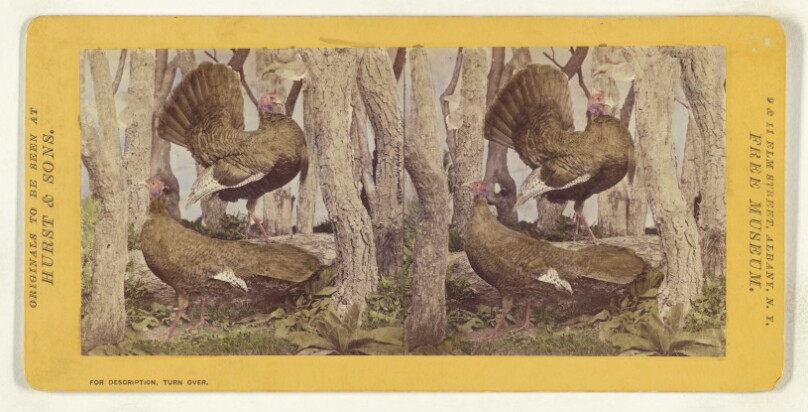 Class II, Order III, Gallinae. Family Phasianidae. The Wild Turkey...