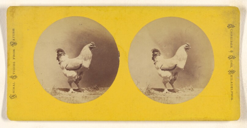 [Chicken]