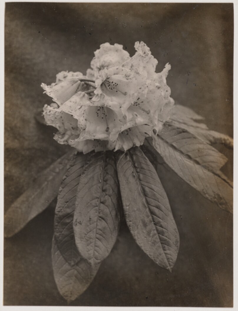 Rhododendron Argenteum (Singalela Range)