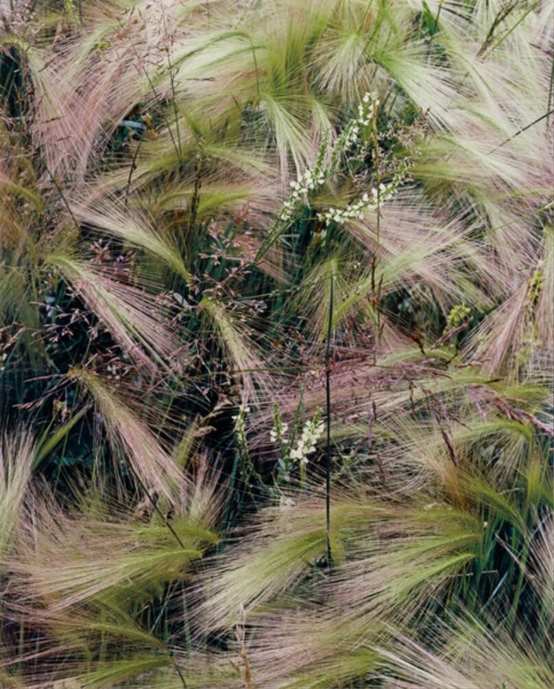 Foxtail Grass, Lake City, Colorado