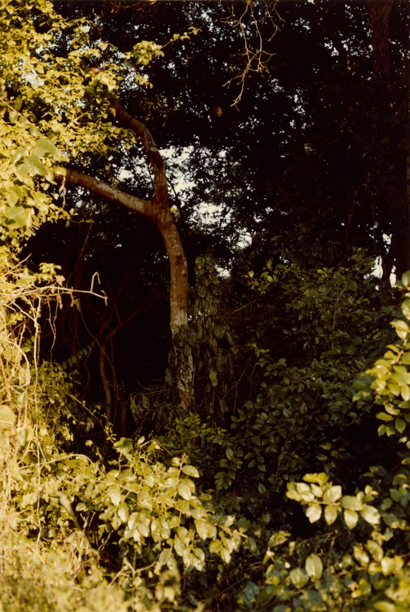 [Branch Study]