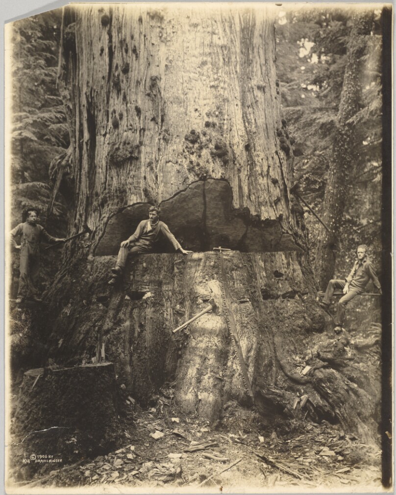 Felling Cedar Tree Thirty Miles East of Seattle, 76 feet in Circumference, 18 in From Ground