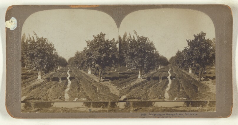 Irrigating an Orange Grove, California.