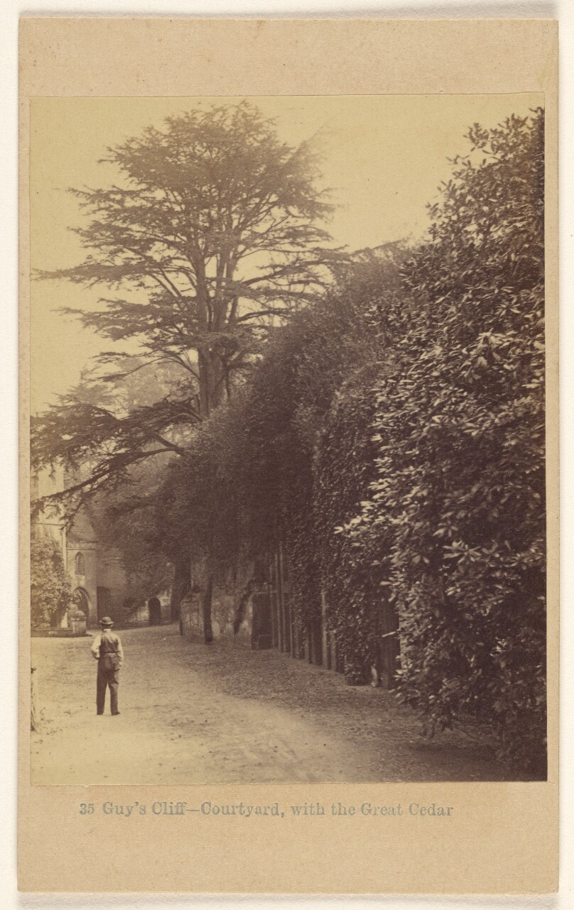 Guy's Cliff - Courtyard, with the Great Cedar.
